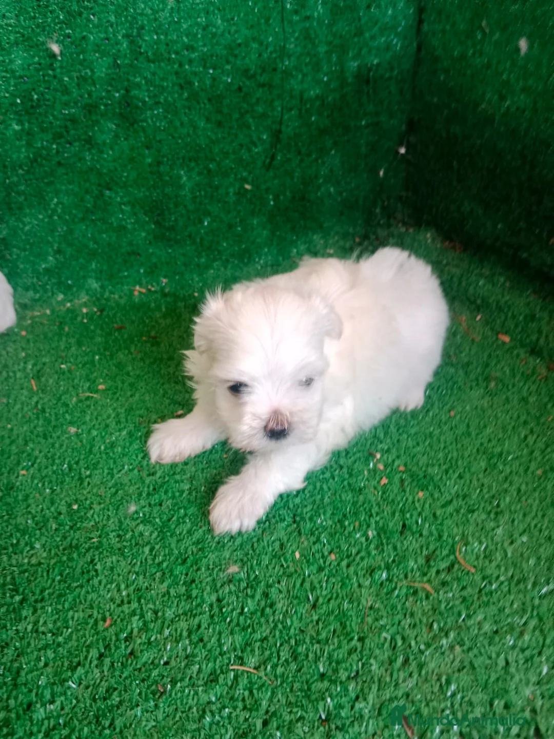 Bichón Maltés perros en venta: Hembritas Bichon Maltes  - Anuncio 1