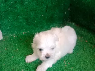 Bichón Maltés perros Hembritas Bichon Maltes - Anuncio 7