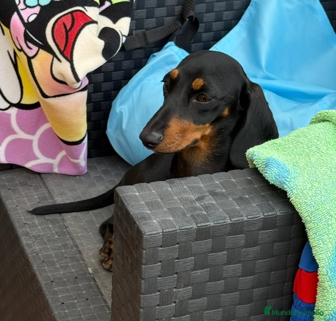 Teckel Miniatura perros en venta: Teckel miniatura Arlequín  - Imagen 3