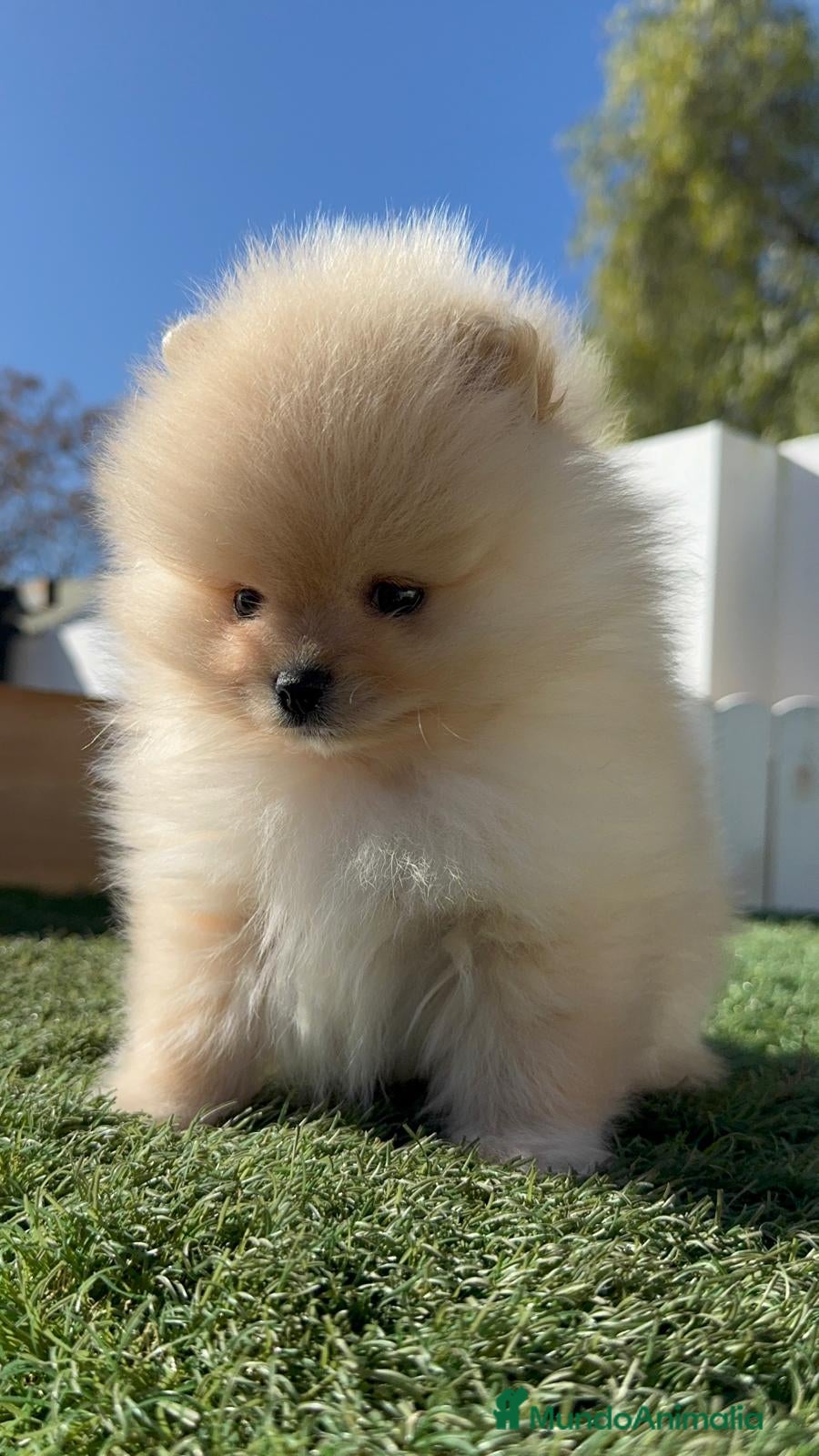 Pomerania perros POMERANIA CARITA DE OSITO - Anuncio 4