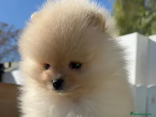 Pomerania perros POMERANIA CARITA DE OSITO - Anuncio 11