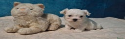 Bichón Maltés perros en venta: Pequeños cachorritos de Bichón Maltés - Anuncio 1