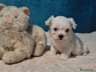 Bichón Maltés perros Pequeños cachorritos de Bichón Maltés - Anuncio 1