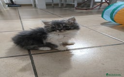 Persa gatos en venta: Gatitos persa en Valencia  - Imagen 2