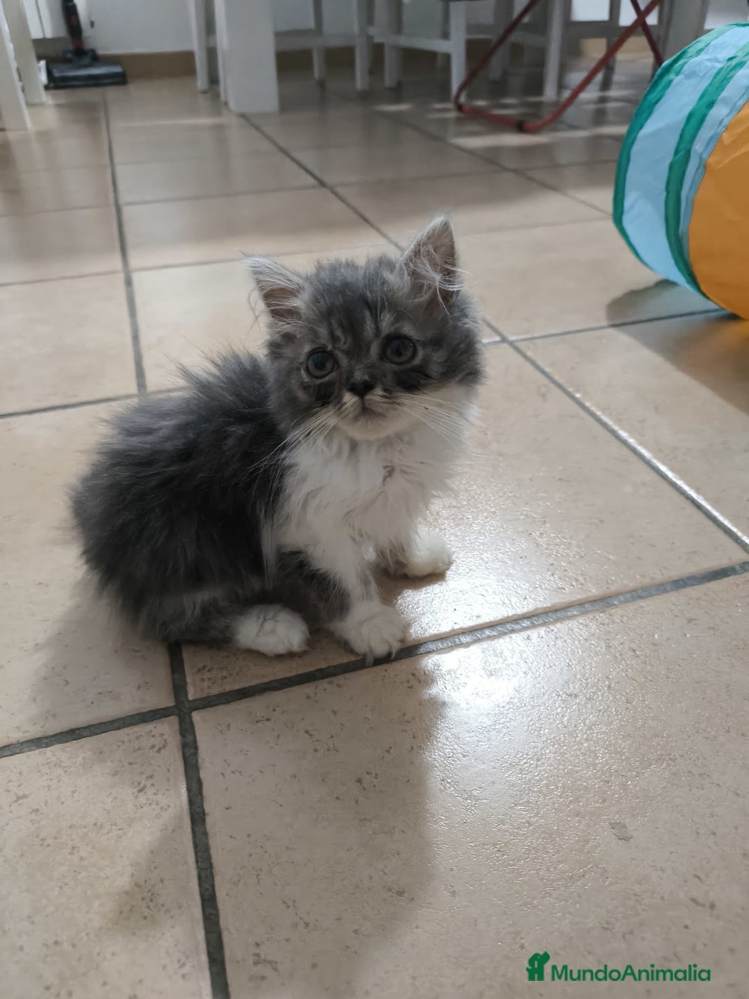Persa gatos en venta: Gatitos persa en Valencia  - Imagen 2
