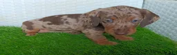 Teckel Miniatura perros en venta: Teckel mini 2 últimas hembras!! - Anuncio 4