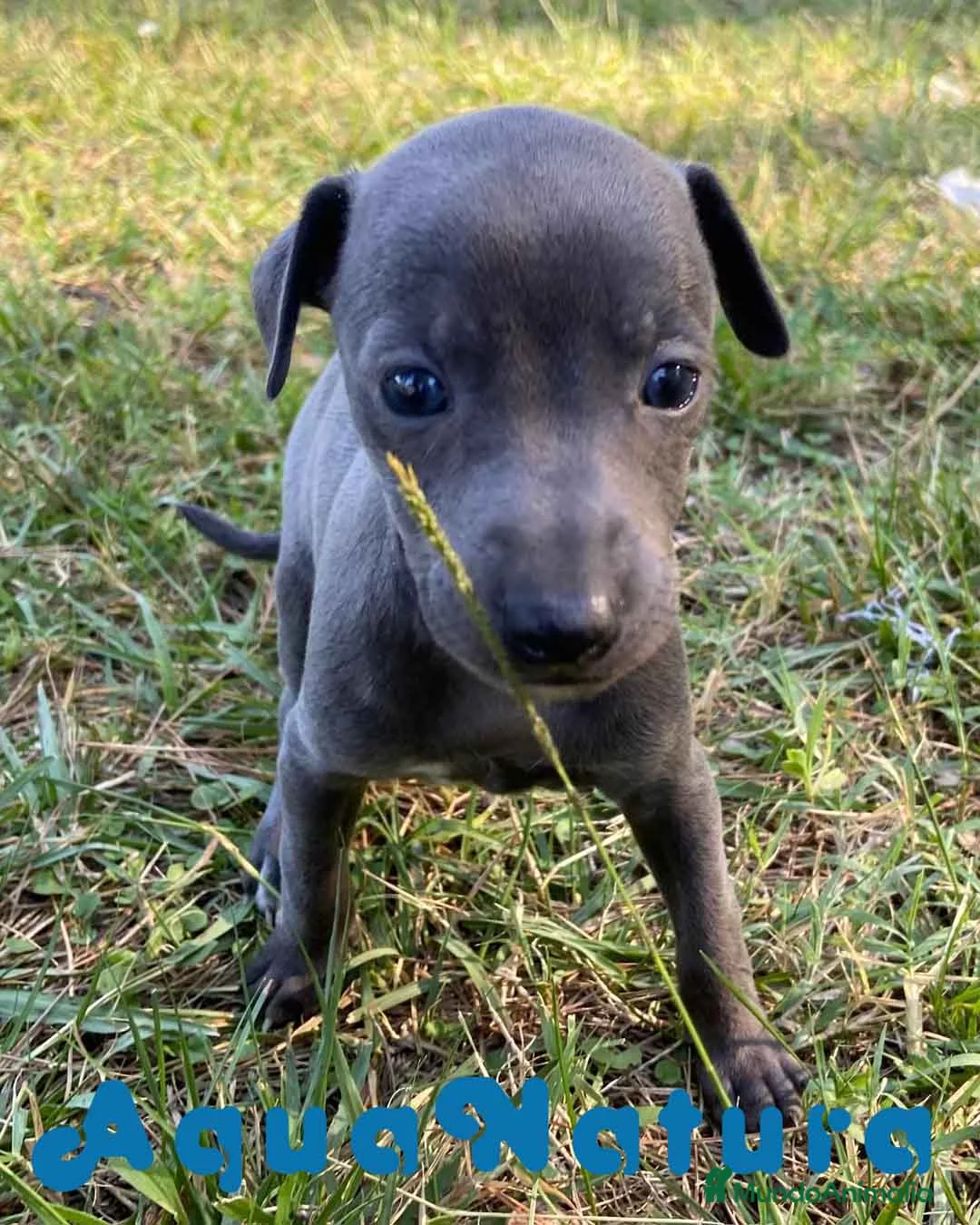 Pequeño Lebrel Italiano perros en venta: Lebrel Italiano Hembra 5894 - AQUANATURA en Barcelona - Anuncio 2