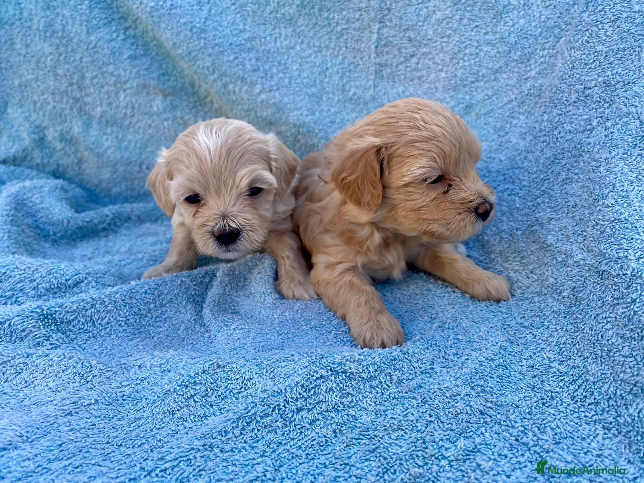 Maltipoo perros MALTIPOOS - Anuncio 2