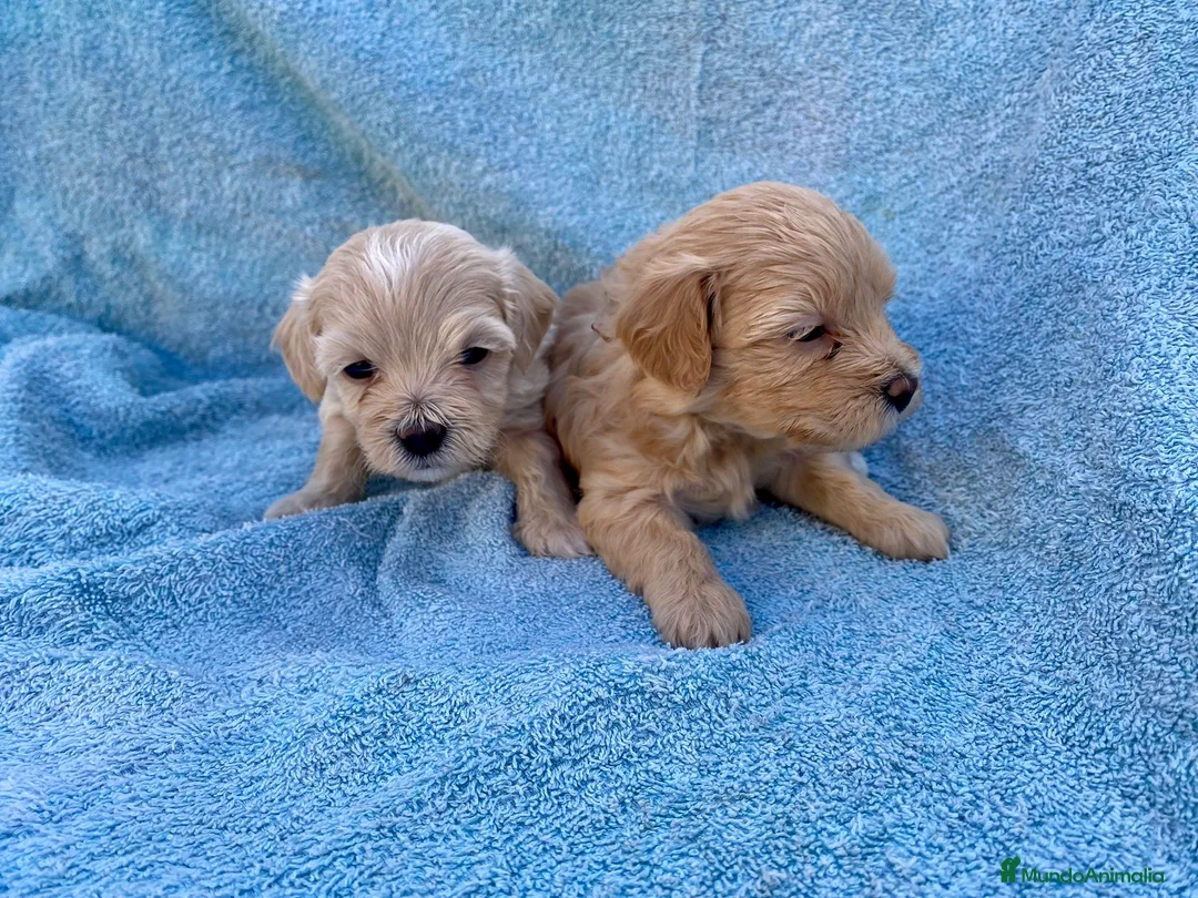 Maltipoo perros en venta: MALTIPOOS - Anuncio 2
