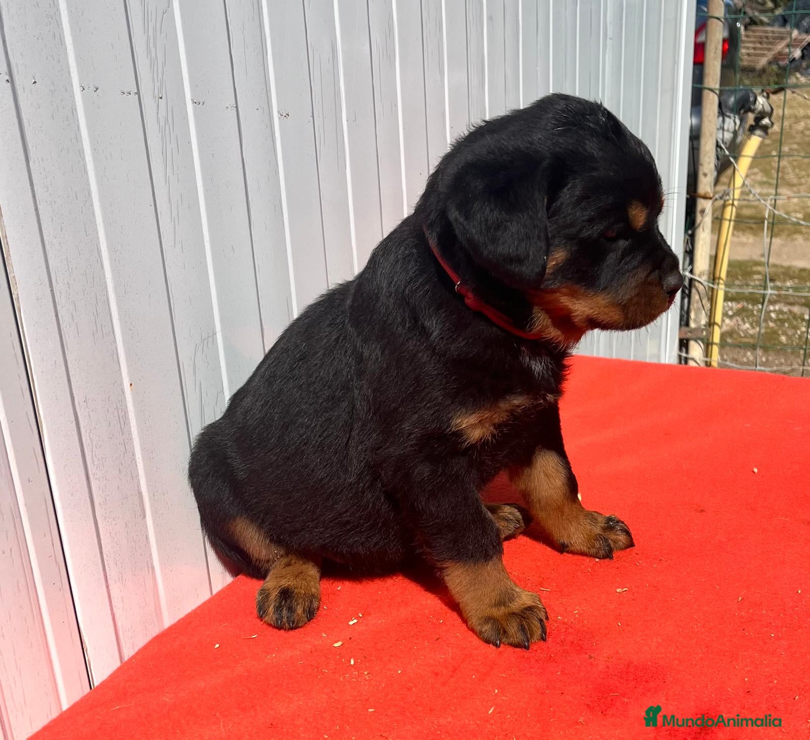 Rottweiler perros en venta: Rottweiler  - Anuncio 5