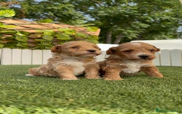 Caniche Toy perros en venta: CANICHE TOY MACHO - Imagen 8