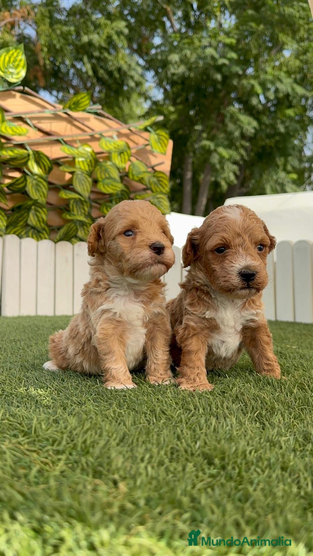 Caniche Toy perros en venta: CANICHE TOY MACHO - Imagen 8