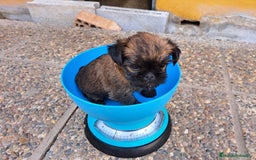 Caniche Enano perros en venta: Cachorros de caniche enanos - Imagen 4