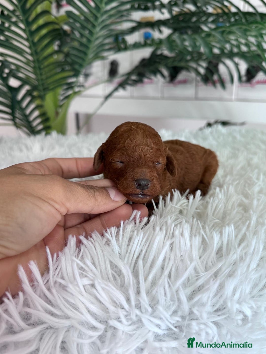 Caniche Toy perros en venta: CANICHE TOY ROJO - Anuncio 4