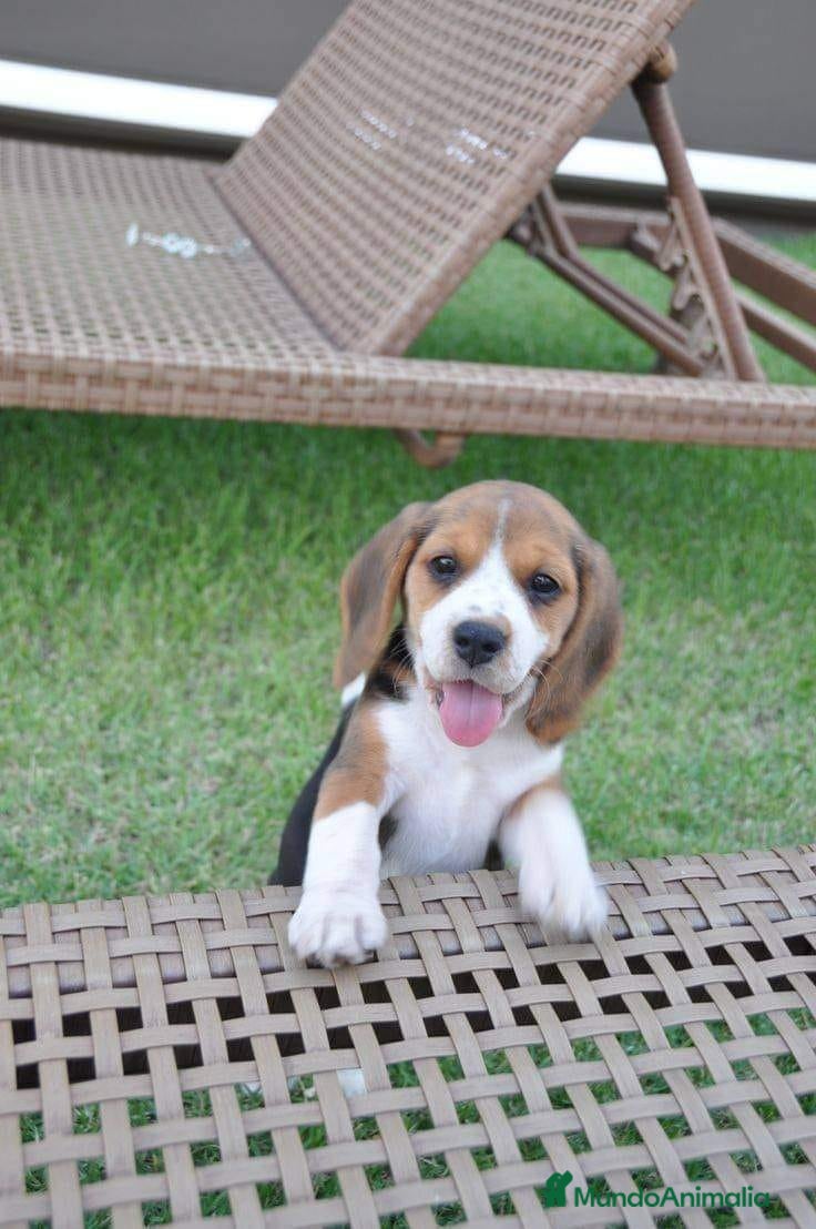 Beagle perros BEAGLE - Anuncio 2