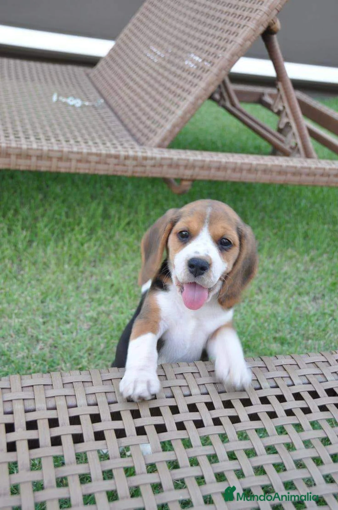 Beagle perros en venta: BEAGLE - Anuncio 1