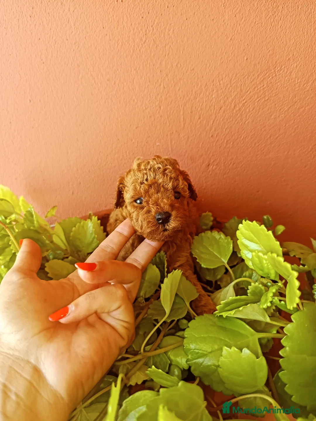 Caniche Toy perros en venta: Caniche toy - Imagen 3