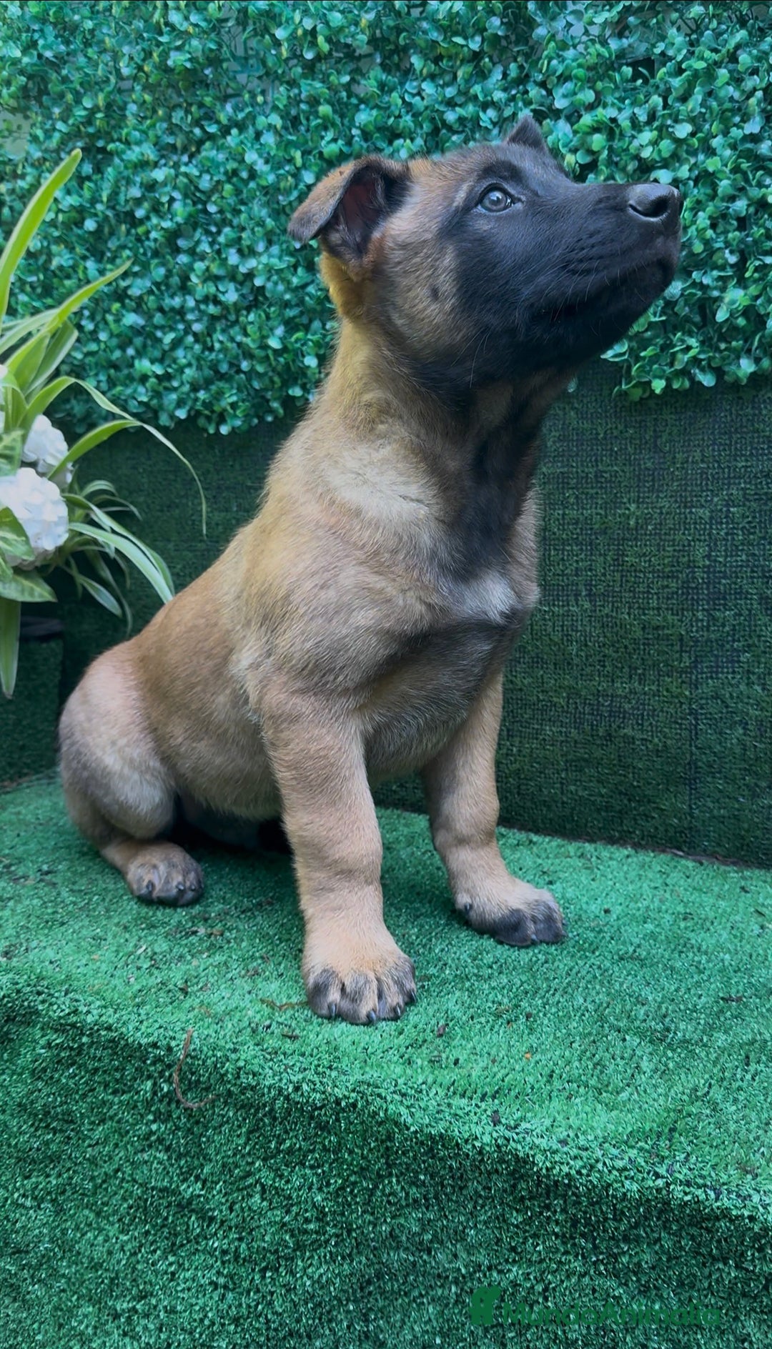 Pastor Belga Malinois perros en venta: Pastor Belga Malinois - Anuncio 26