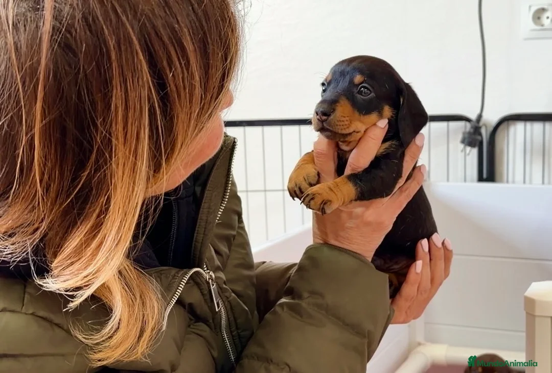 Teckel Miniatura perros en venta: Precioso cachorro Teckel miniatura  - Anuncio 12