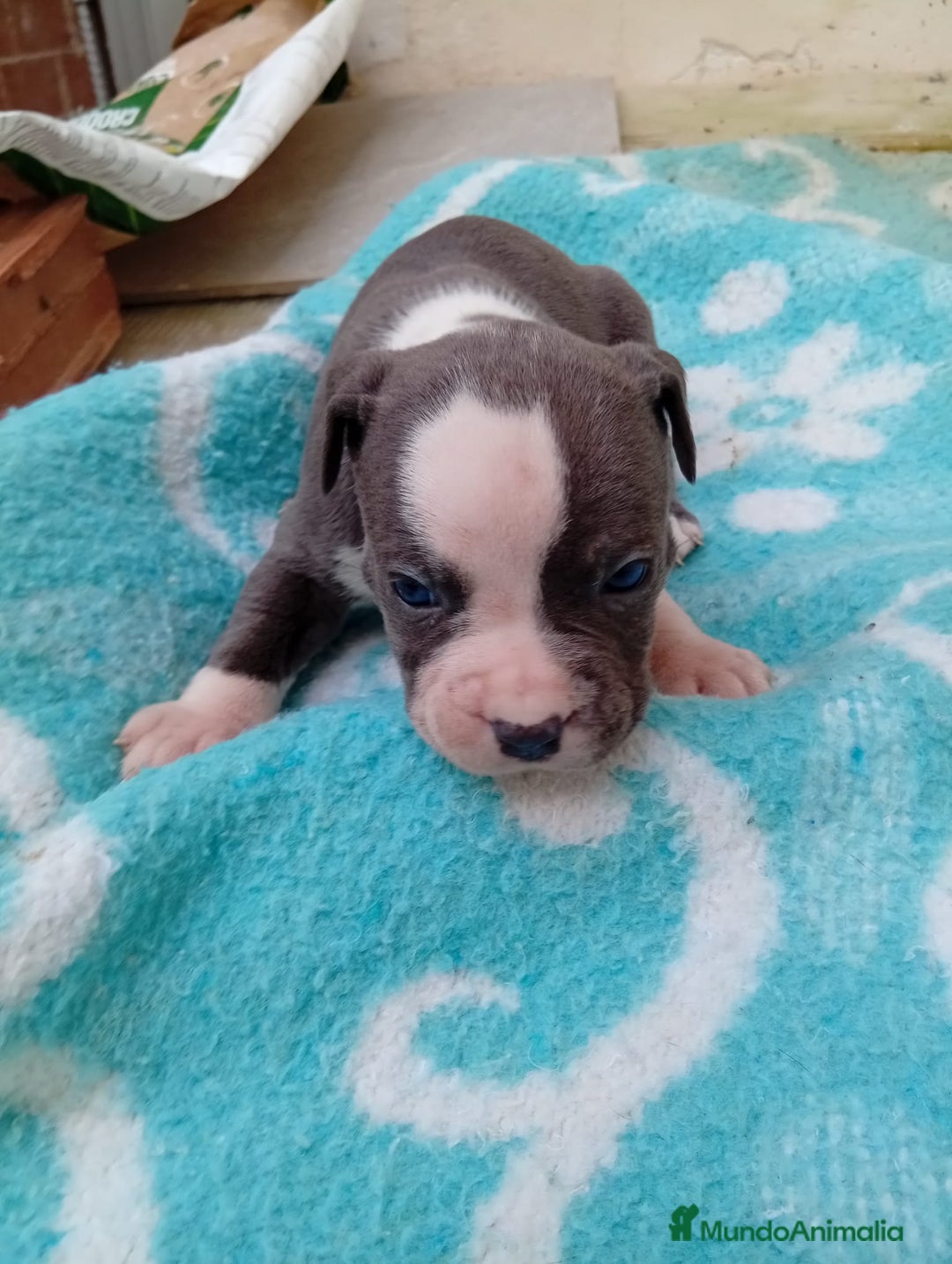 American Staffordshire-Terrier perros en venta: American estanford  - Anuncio 3
