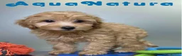 Havapoo perros en venta: Havapoo Macho de Haya y Can 8300 AQUANATURA - Anuncio 2