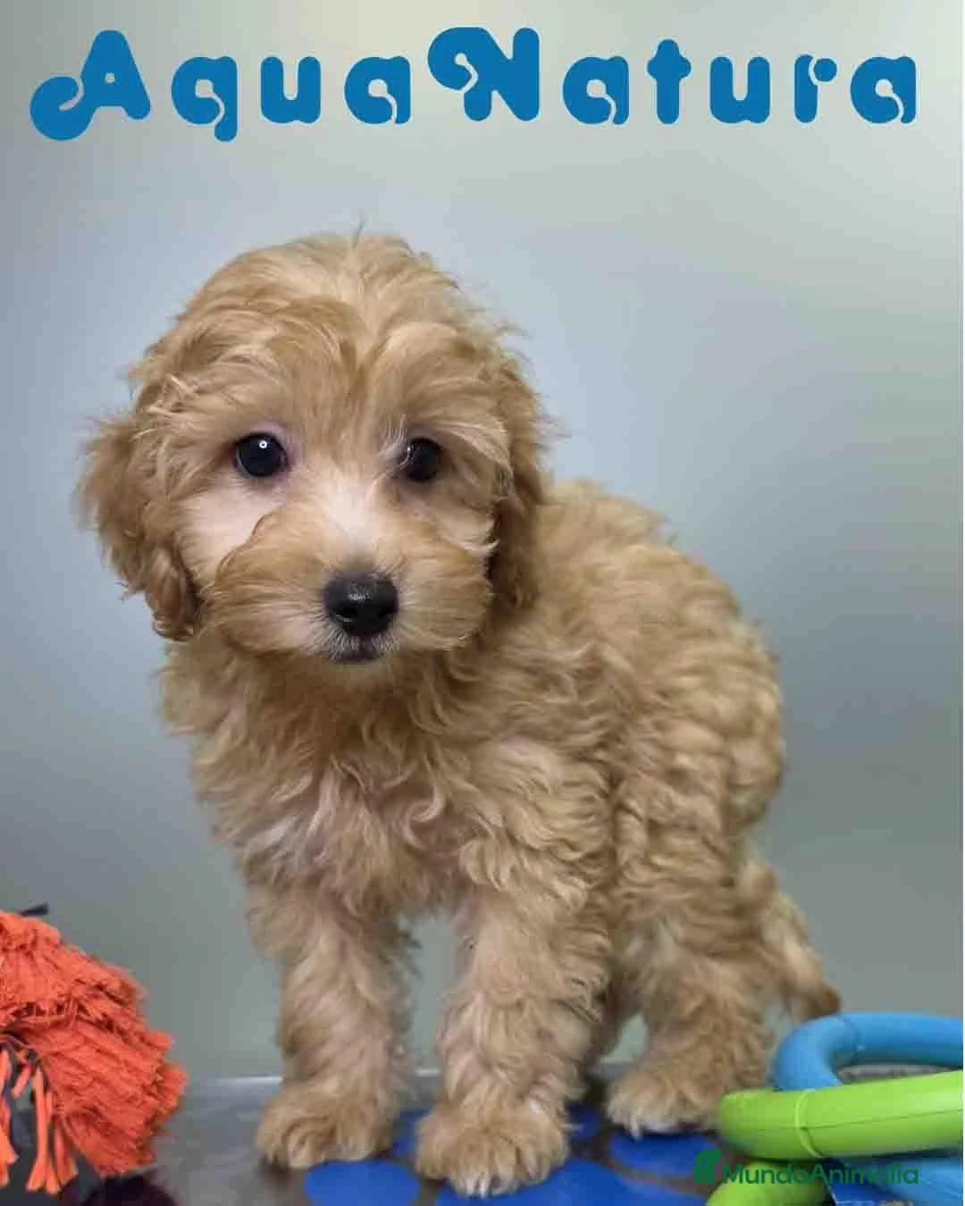 Havapoo perros en venta: Havapoo Macho de Haya y Can 8300 AQUANATURA - Anuncio 2