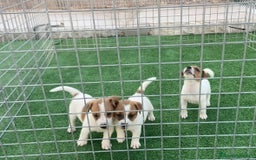 Jack Russell Terrier perros en venta: Jack Russell terrier  - Imagen 4