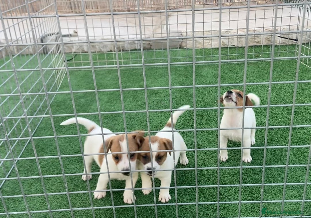 Jack Russell Terrier perros en venta: Jack Russell terrier  - Imagen 4