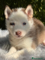 Husky Siberiano Cachorro 2
