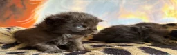 Maine Coon gatos en venta: Los Black  - Anuncio 2