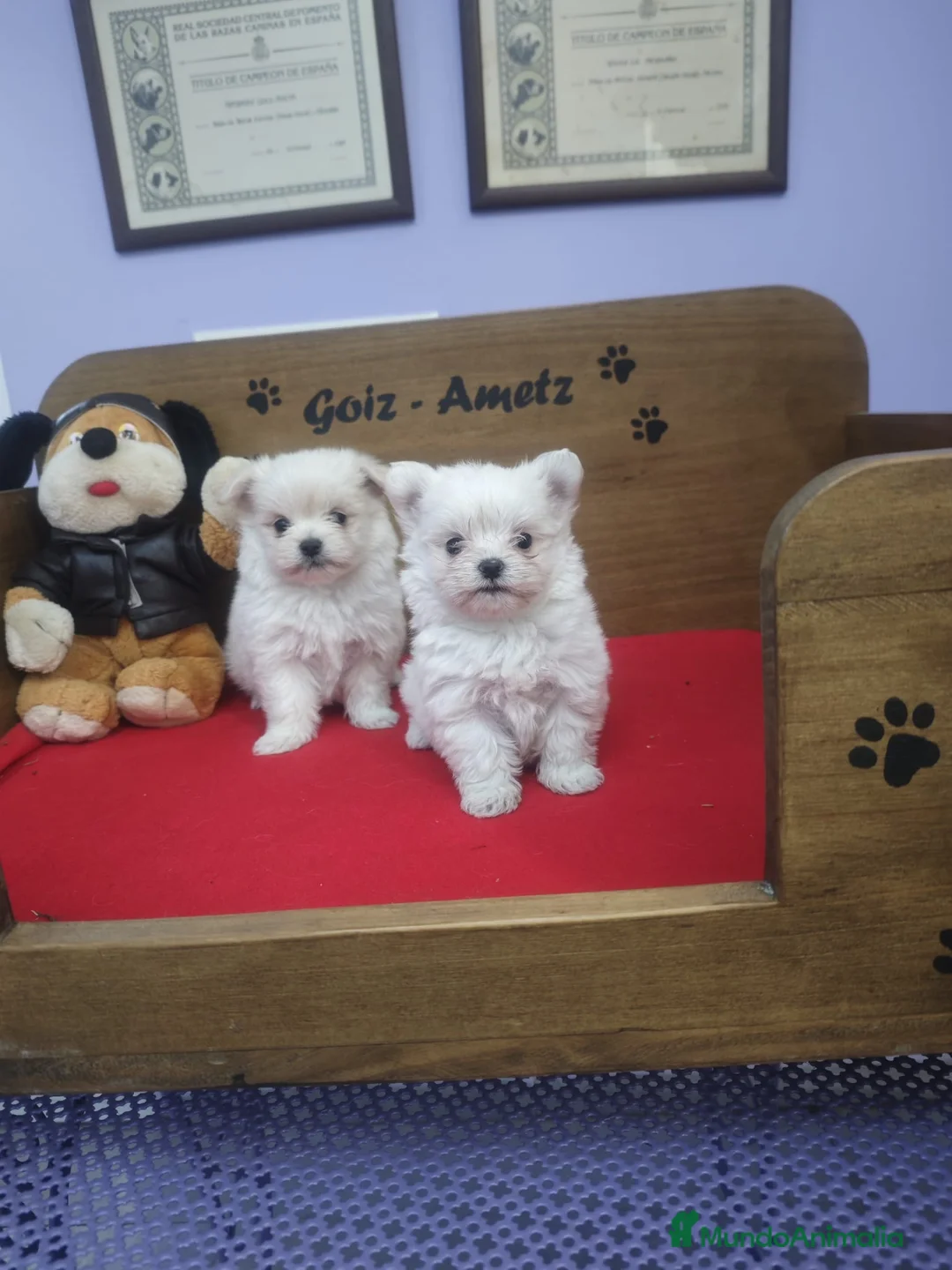 Bichón Maltés perros en venta: BICHON MALTES HEMBRAS - Anuncio 1