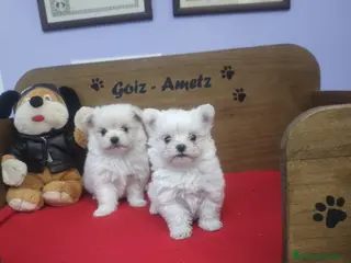Bichón Maltés perros en venta: BICHON MALTES HEMBRAS - Anuncio 4