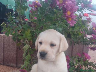 Labrador Retriever perros Labrador - Anuncio 3