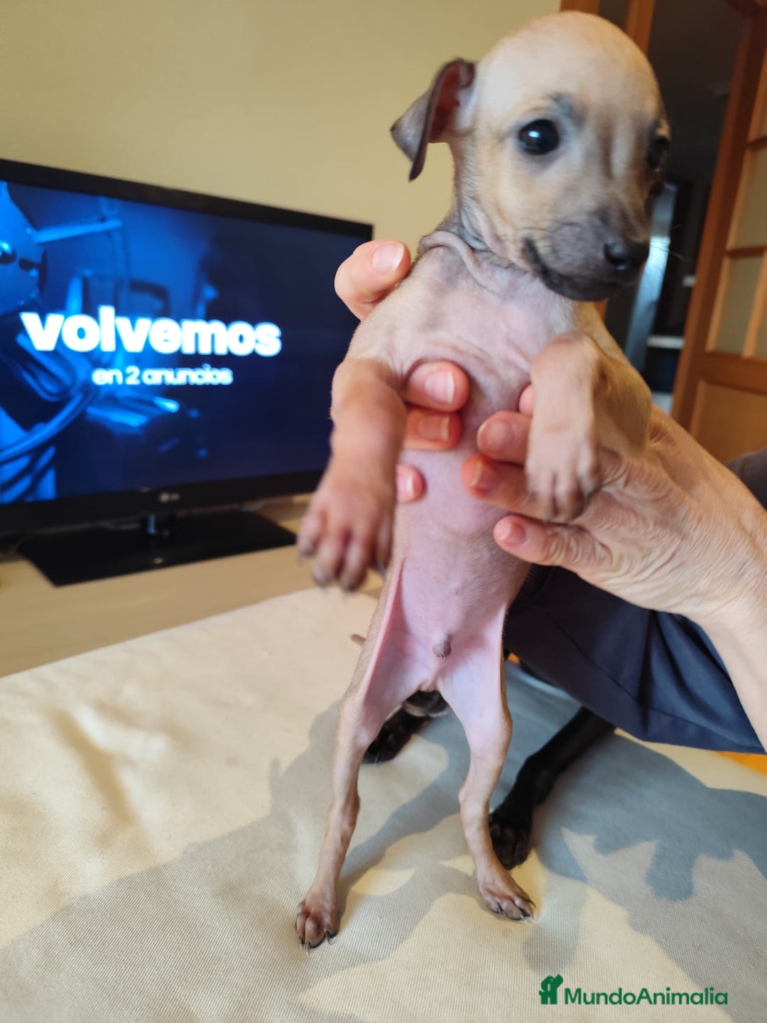 Pequeño Lebrel Italiano perros en venta: Lebrel italiano  - Anuncio 2