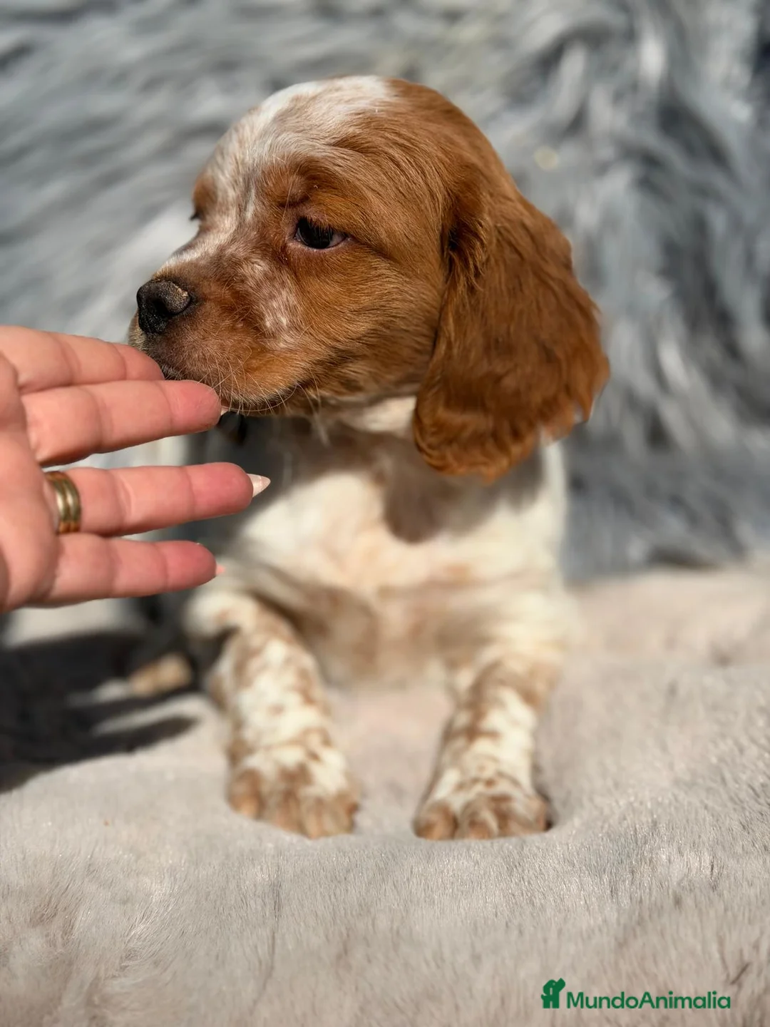 Épagneul Breton perros en venta: BRETON - Anuncio 6