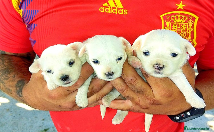 Bichón Maltés perros - Anuncio 3