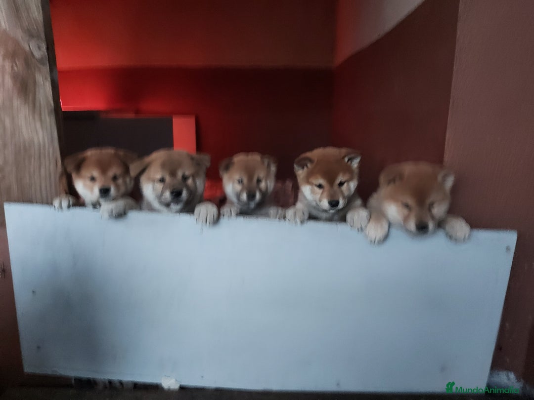 Shiba Inu perros en venta: CRIA FAMILIAR SHIBA INU - Anuncio 6