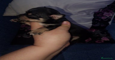 Chihuahua perros - Propaganda 15
