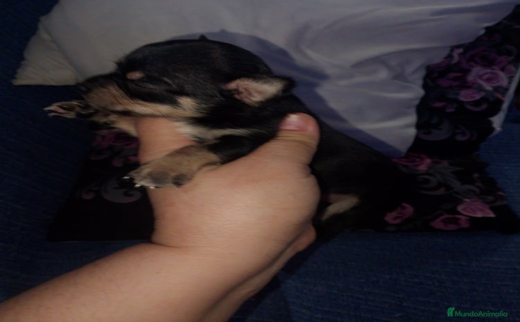 Chihuahua perros - Propaganda 4