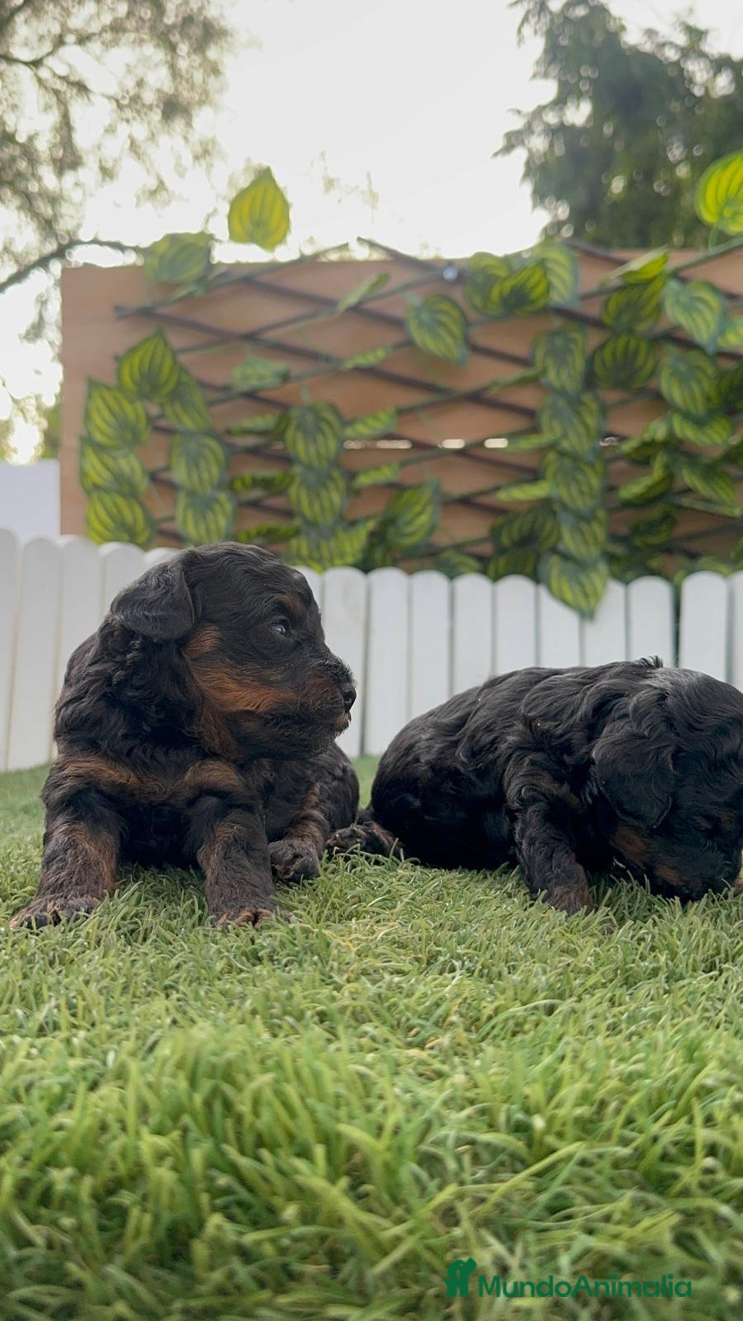Caniche Toy perros en venta: CANICHE TOY HEMBRA COLOR NEGRO PHANTOM - Imagen 14