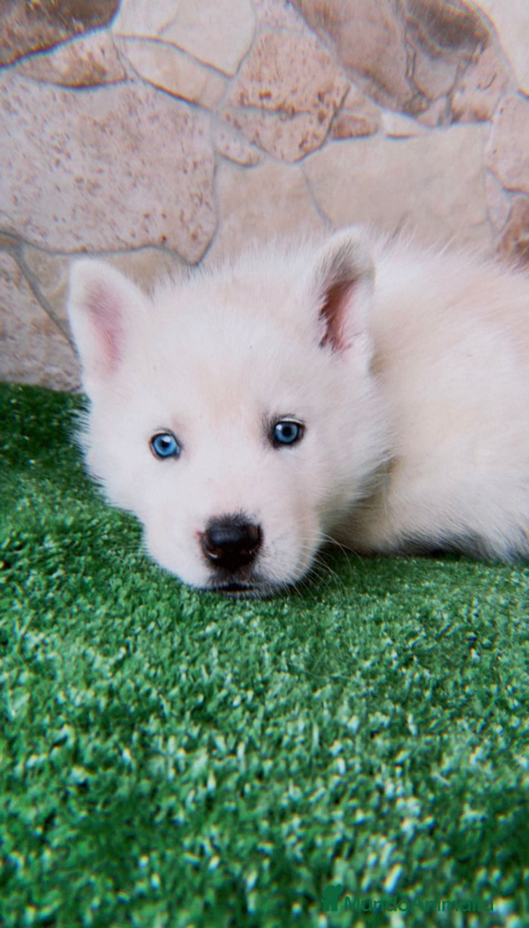 Husky Siberiano perros en venta: HUSKY SIBERIANO  - Anuncio 1