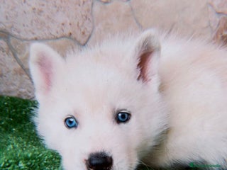 Husky Siberiano perros HUSKY SIBERIANO - Anuncio 1