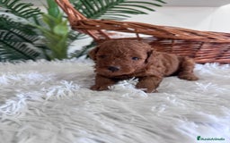 Caniche Toy perros en venta: CANICHE TOY ROJO MCHO, ENVIO A TODA ESPAÑA - Imagen 13