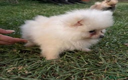 Pomerania perros en venta: Pomerania toy - Imagen 3