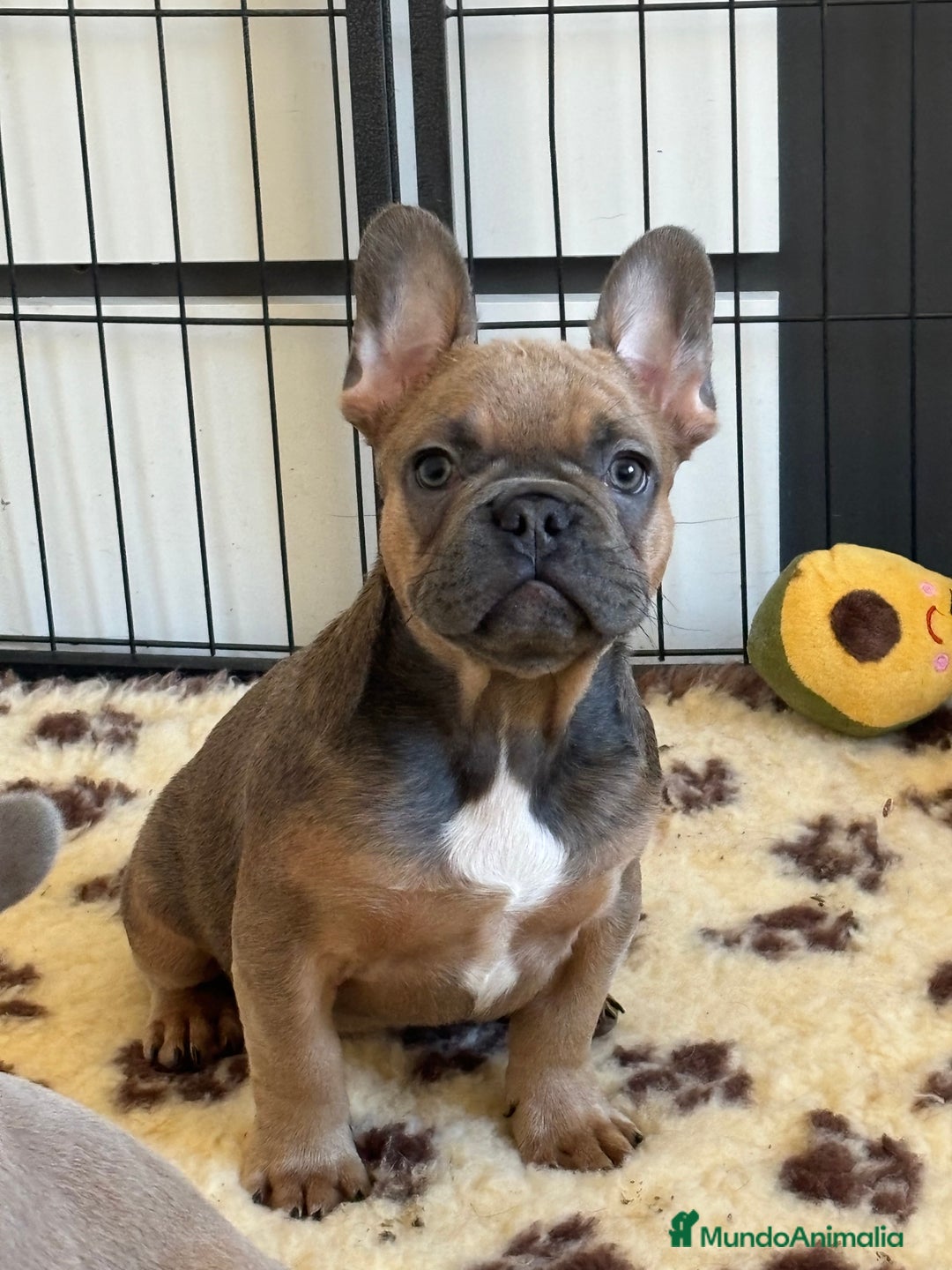 Bulldog Francés perros en venta: Bulldog francés exótico  - Anuncio 3