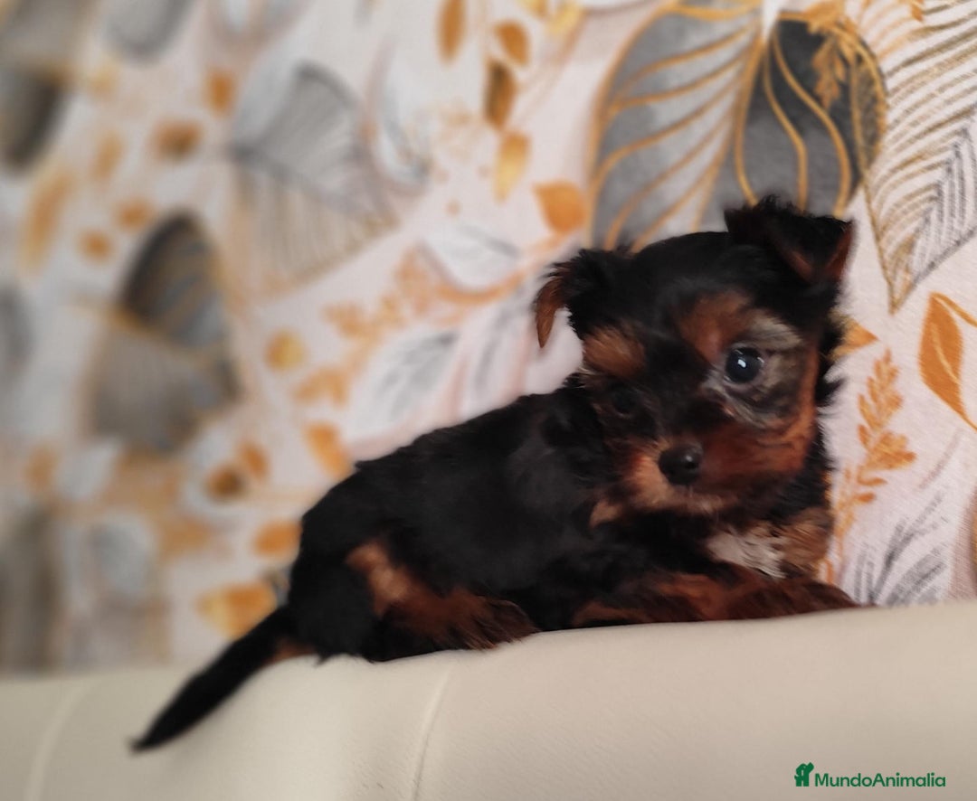 Yorkshire Terrier perros en venta: Yorkshire terrier toy - Anuncio 3