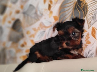 Yorkshire Terrier perros Yorkshire terrier toy - Anuncio 29