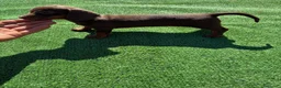 Teckel perros en venta: Teckel Kannichen de Calidad  - Anuncio 6