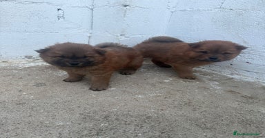 Chow Chow perros - Anuncio 15