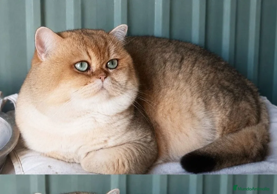 Británico de Pelo Corto gatos para monta: Monta gatos british shortair - Anuncio 1
